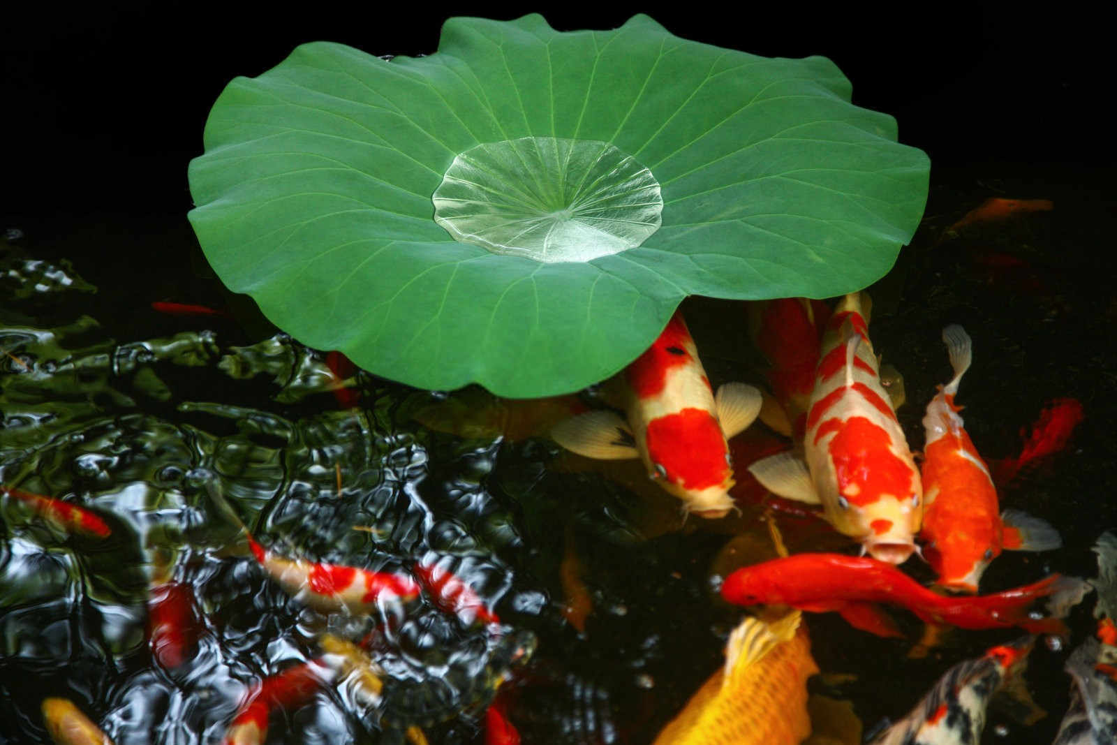 危害荷花的主要害虫有哪些？