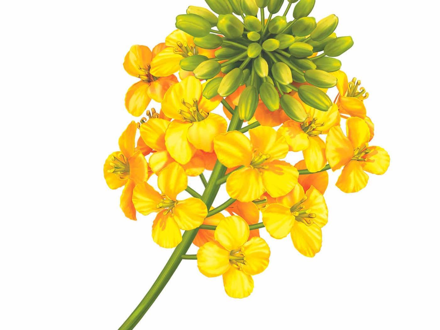 油菜花卉氮磷钾复合肥使用方法及用量2025？