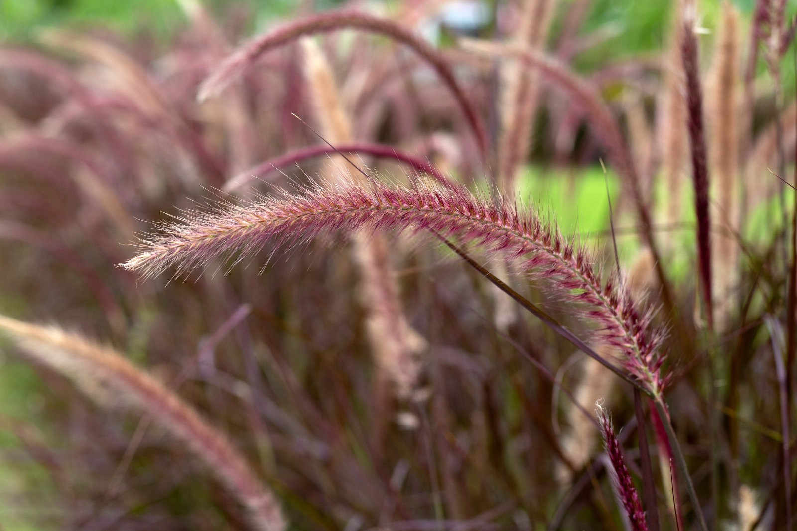 狼尾草生物肥料的概念和特点有哪些？