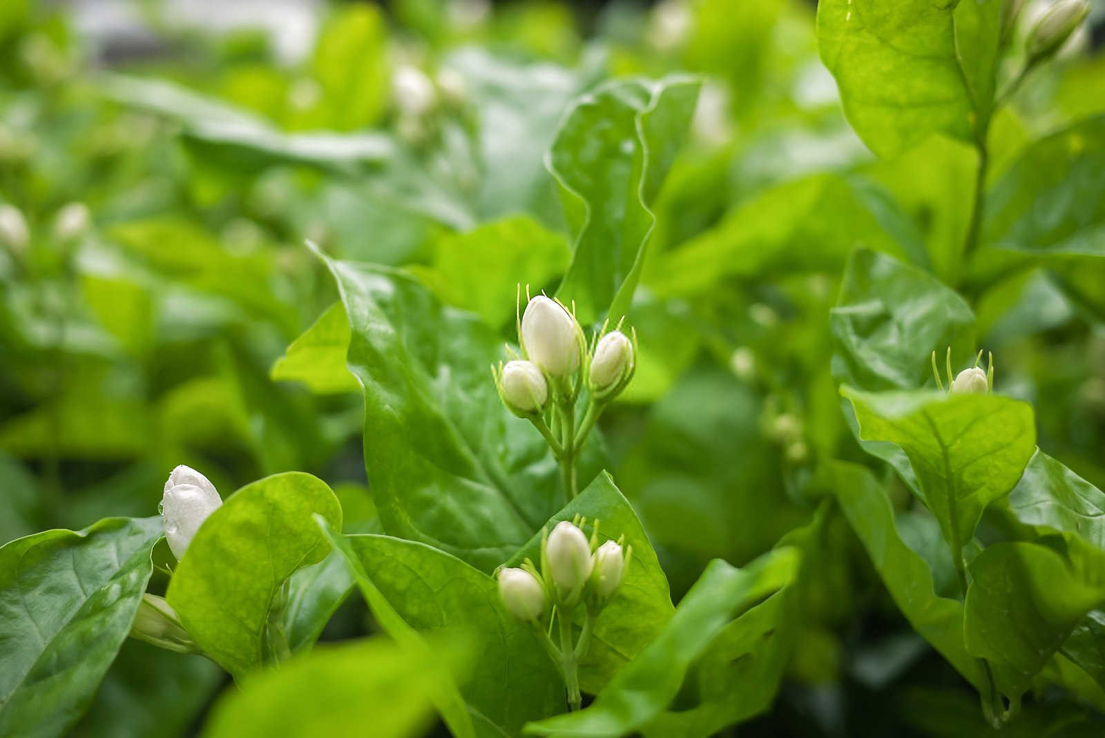 茉莉花开花少或落蕾的原因及对策