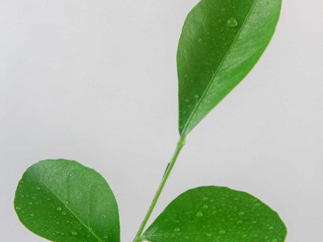 七里香氮磷钾肥批发价格多少？