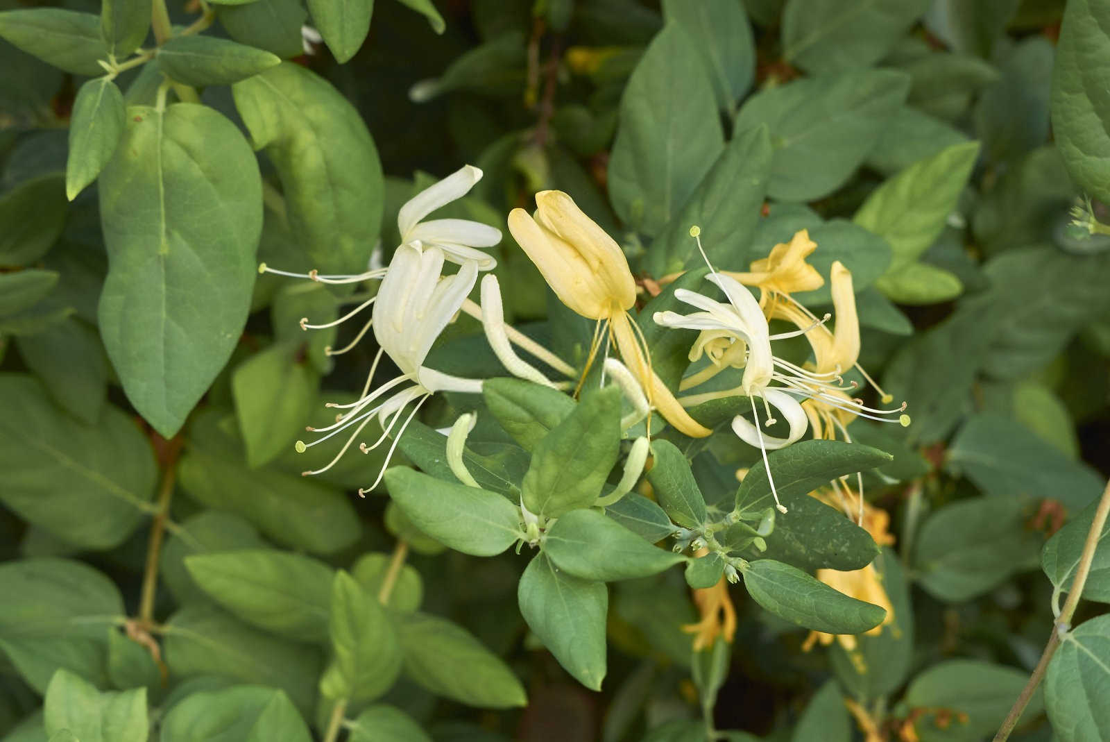 一亩金银花产量大概多少斤？