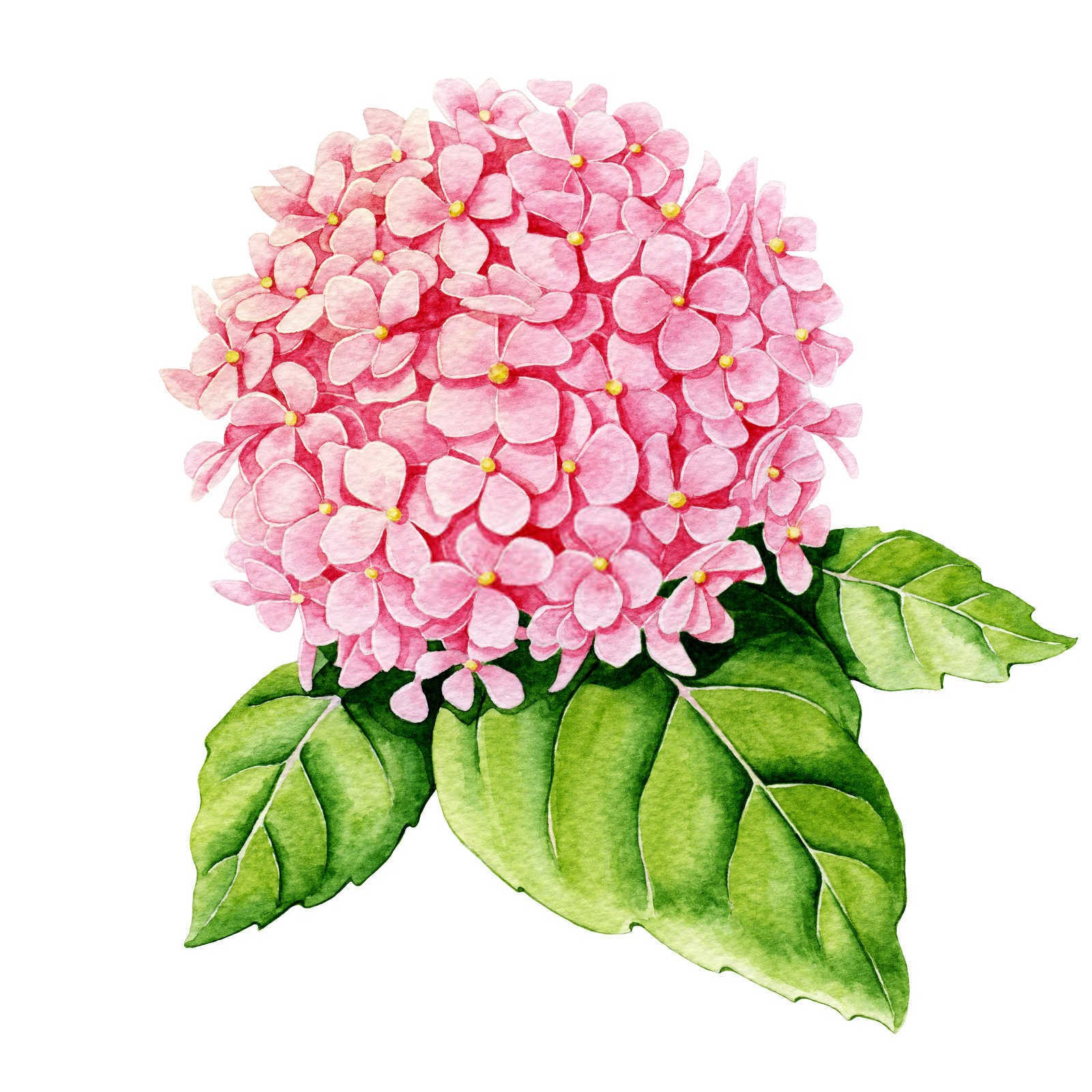 八仙花哪种叶面肥效果最好河源？