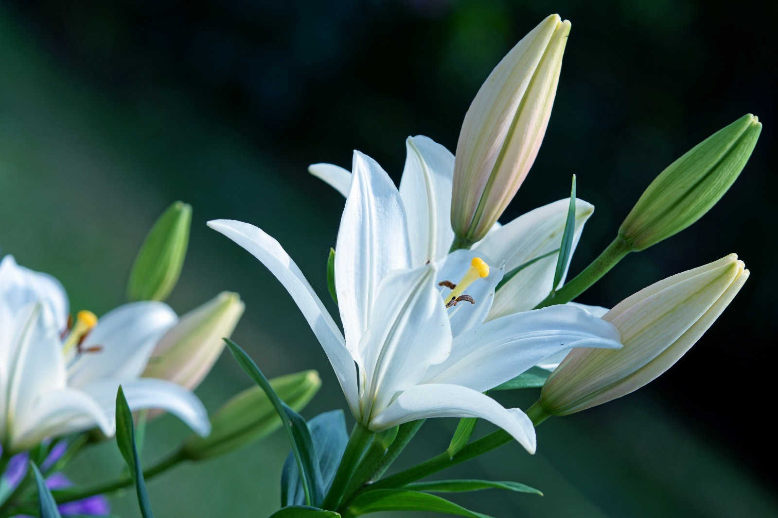 百合花尿素生产厂家有哪些厂子？