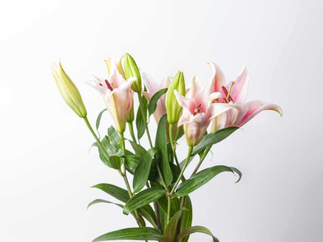 百合病虫害防治:守护花卉之美