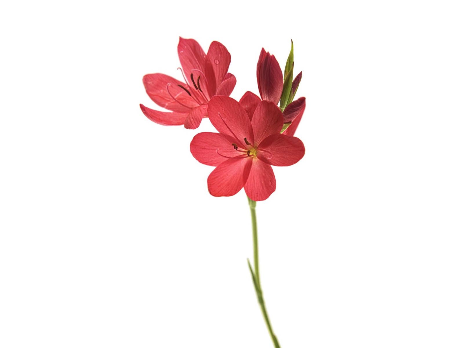 高磷高钾水溶肥的作用与功效百合花