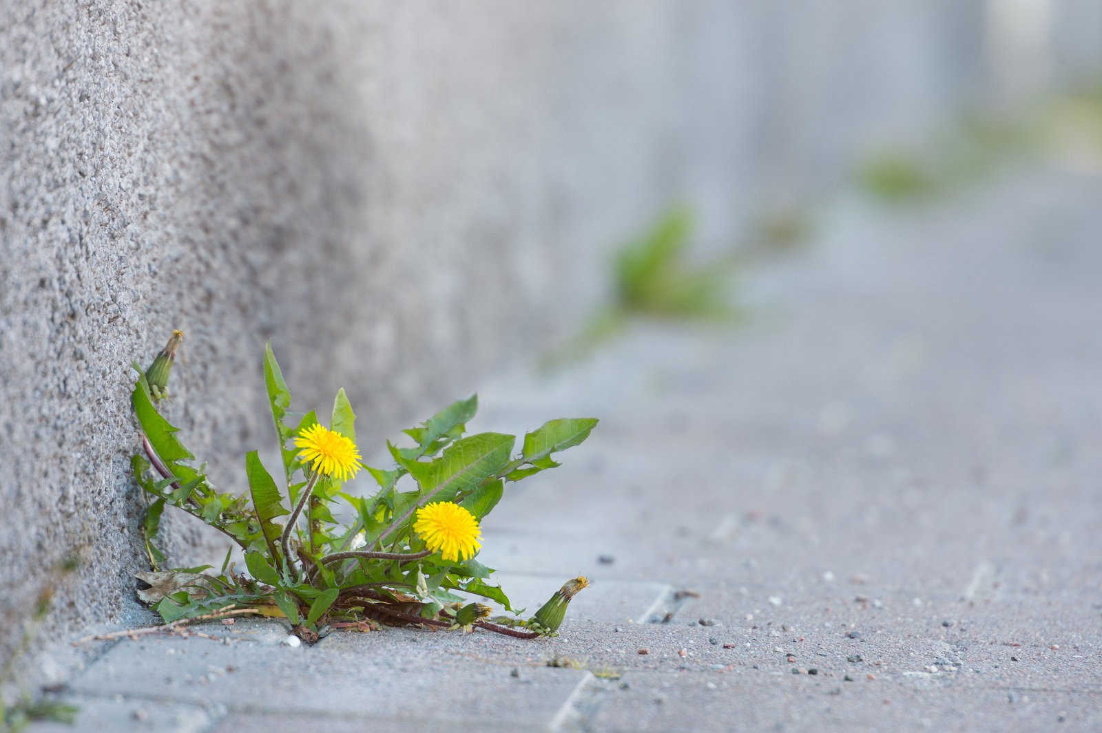 蒲公英微生物菌肥市场规模