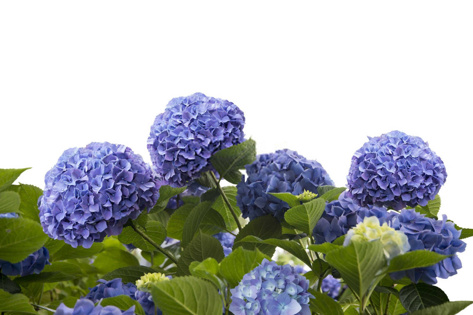 永安绣球花微生物菌肥的正确使用