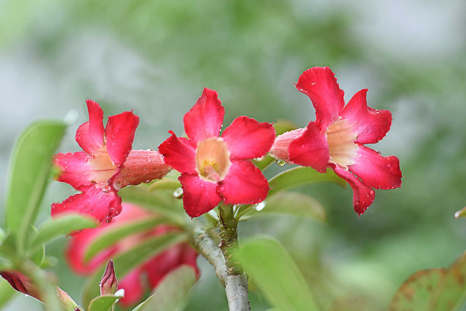 飘香藤掉花蕾的原因