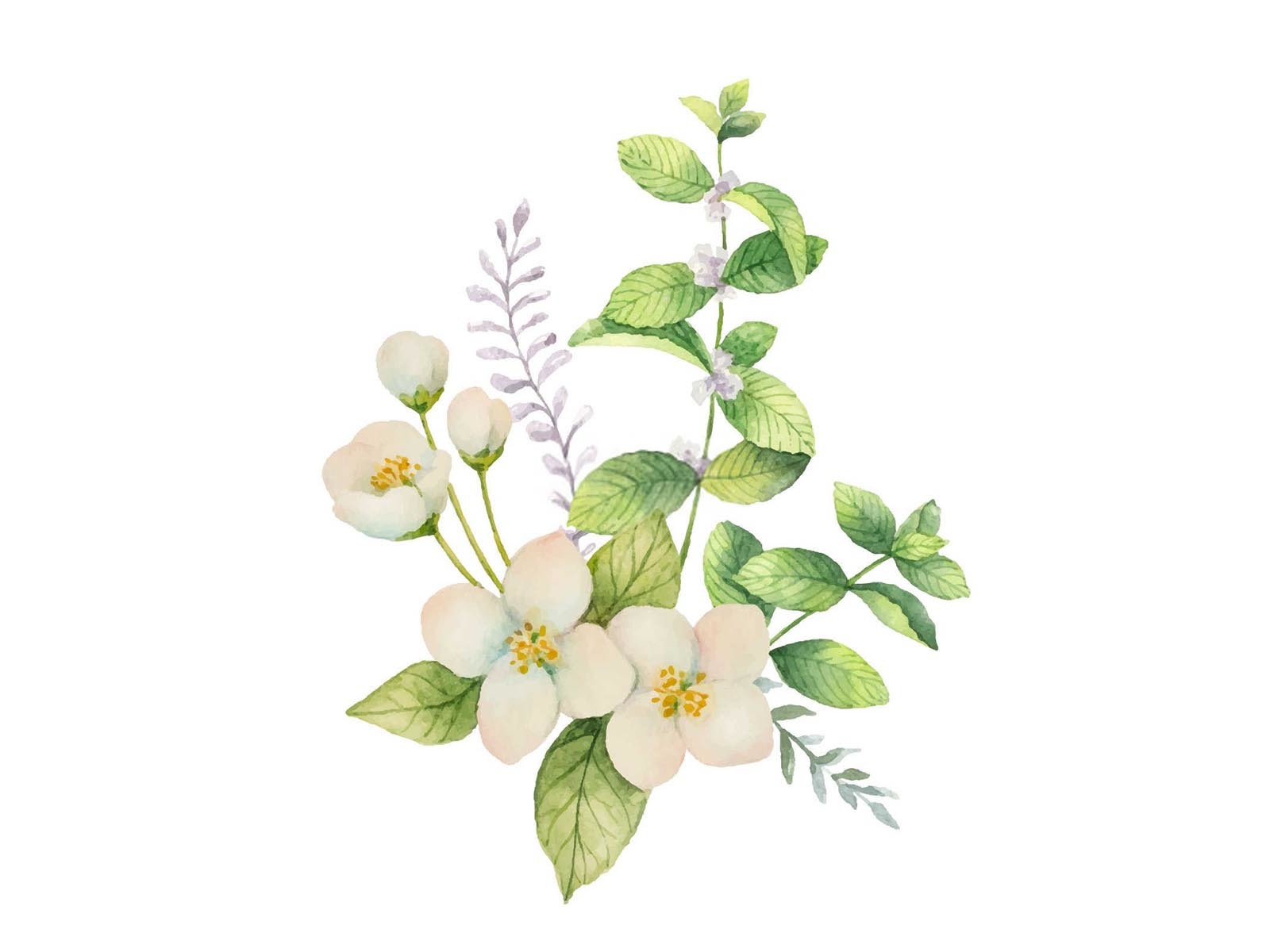 茉莉花微生物肥料的作用