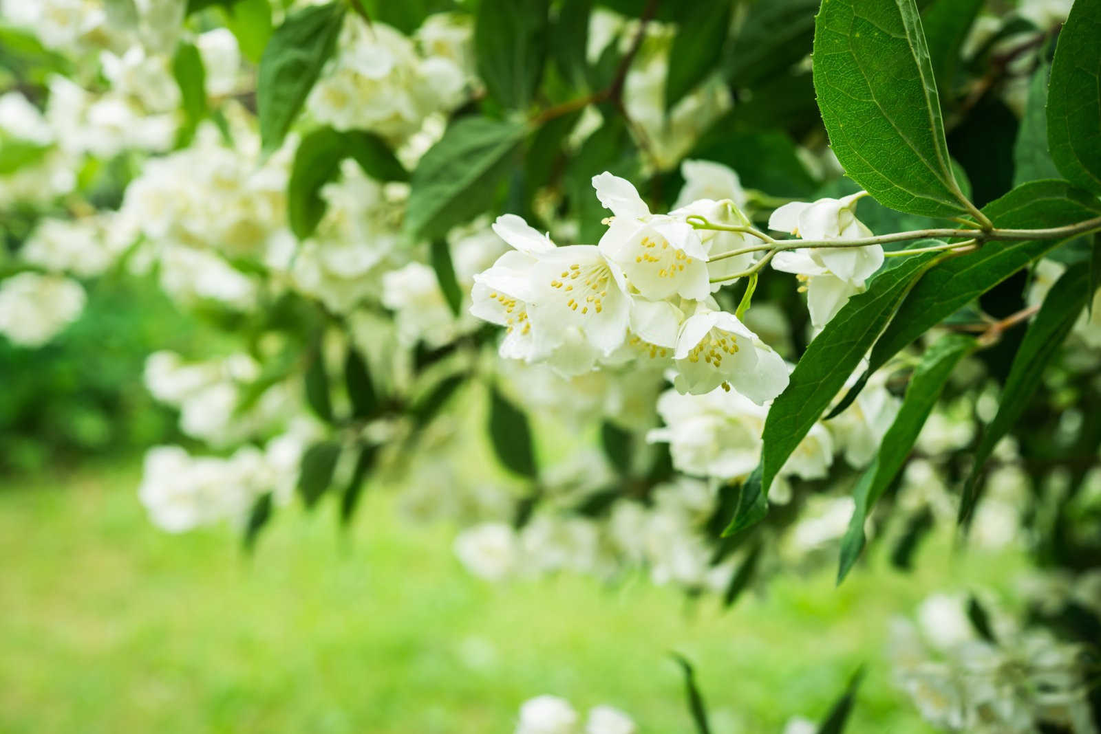 非洲茉莉叶子一碰就掉是什么原因？