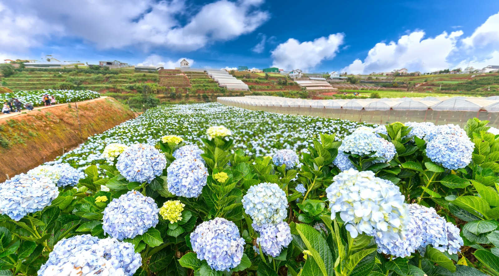 绣球花为什么不开花，绣球花种植方法技巧？