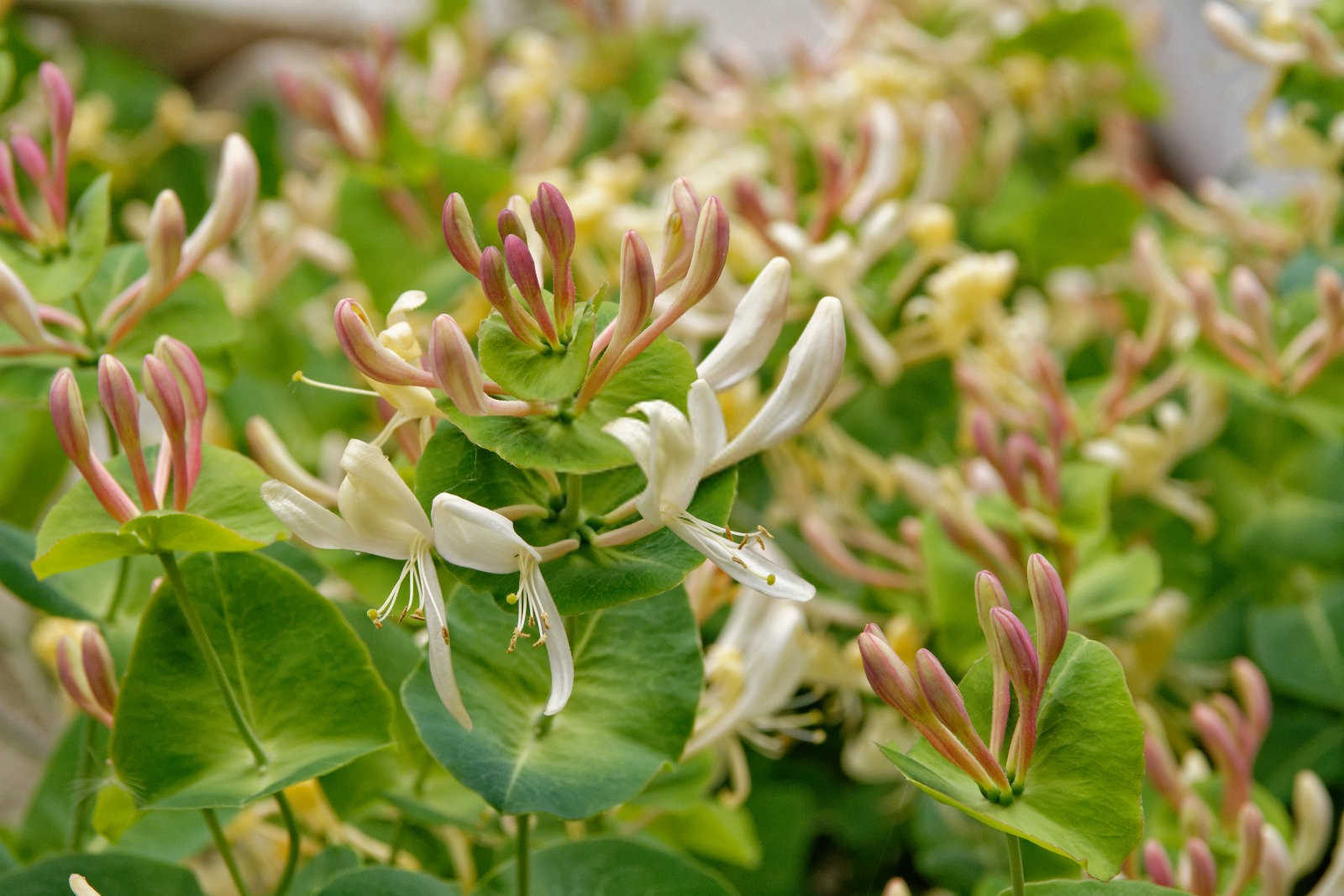 金银花宜宾复合生物肥价格