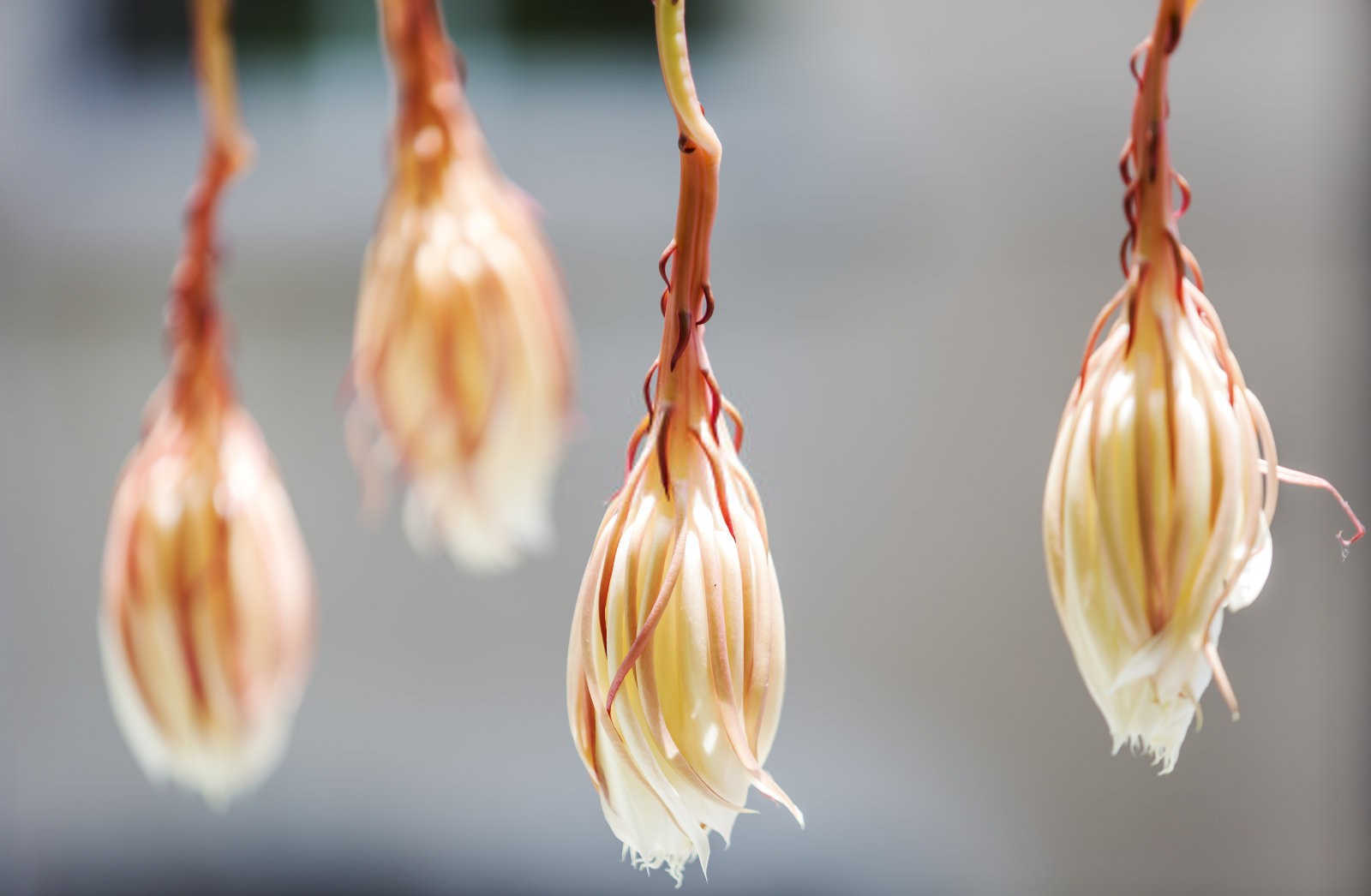 昙花烂根了原因，昙花烂根了怎么办？