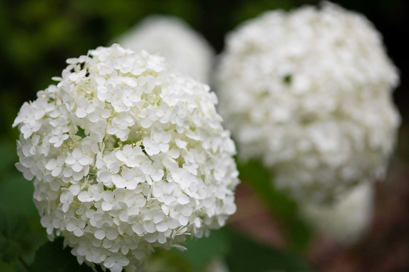 绣球花的花期是什么时候，不开花的原因是什么？