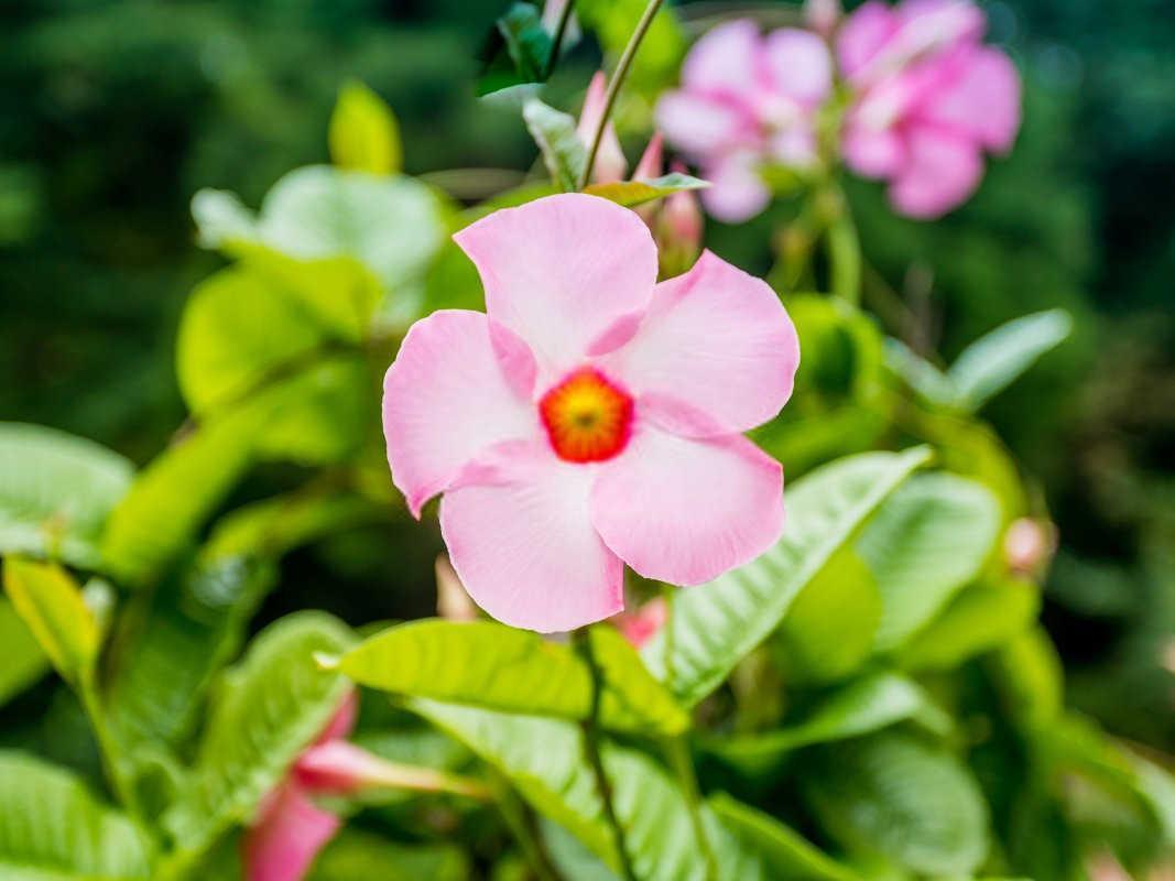 飘香藤掉花蕾的原因