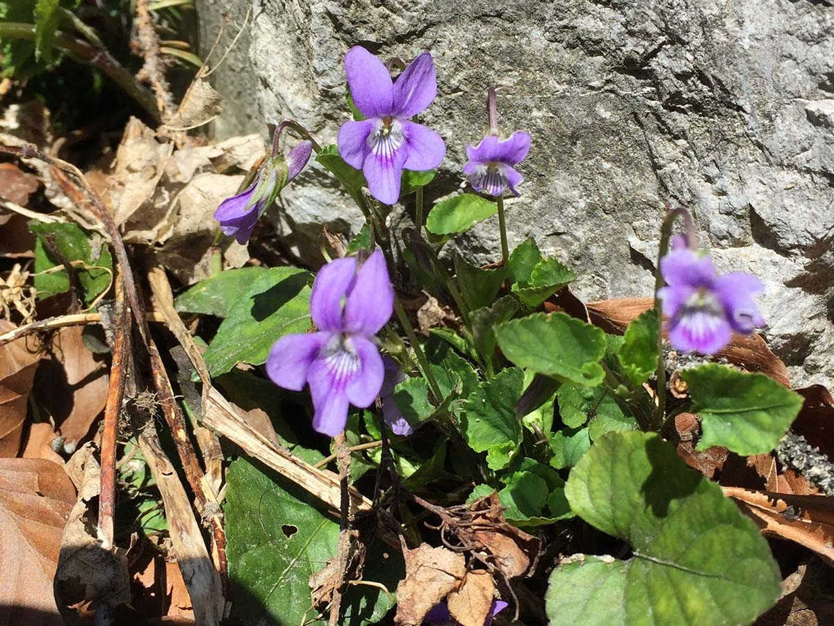 仙客来花蕾凋萎原因何在