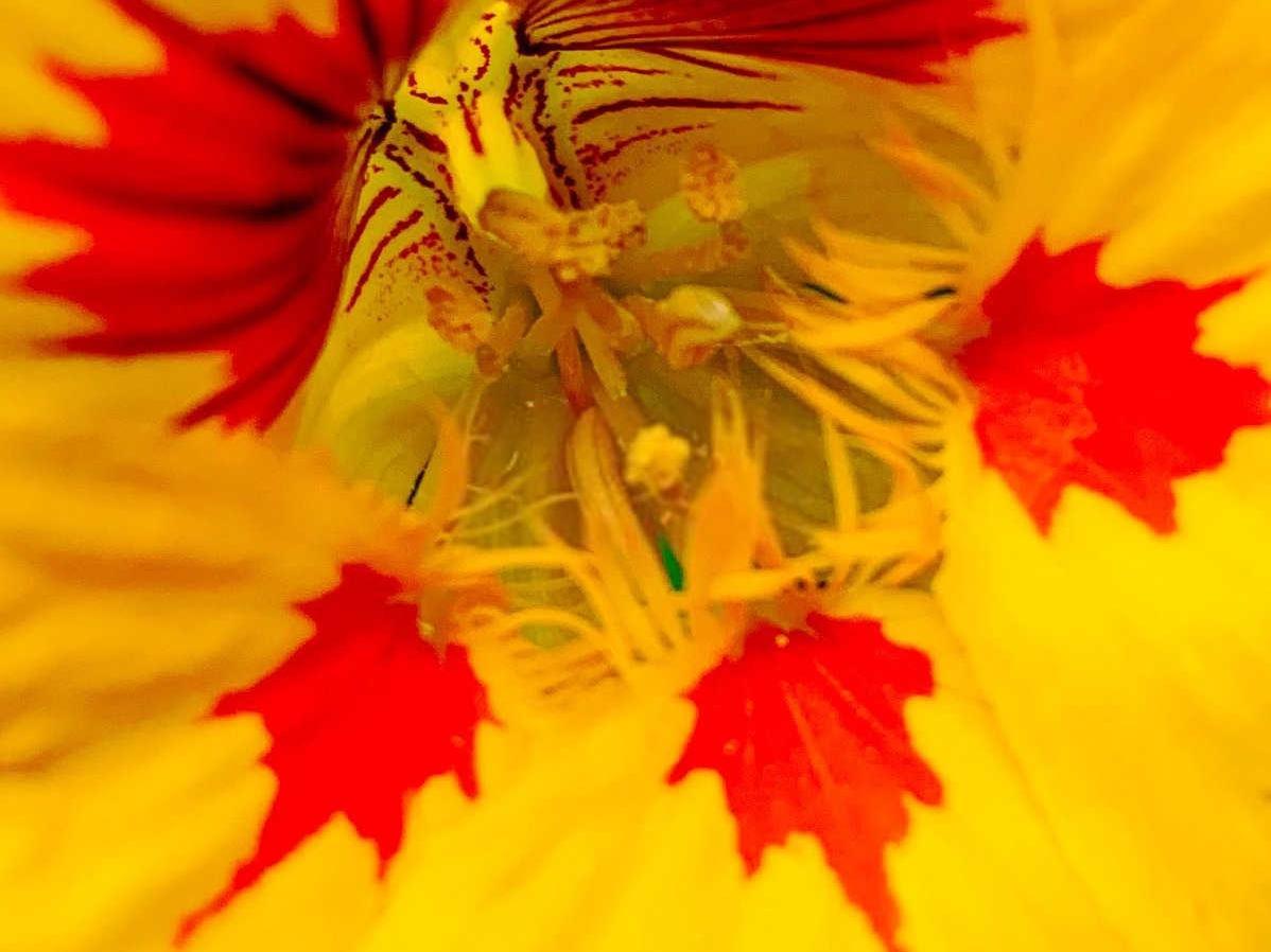 旱金莲液体生物菌肥生产技术华蓥