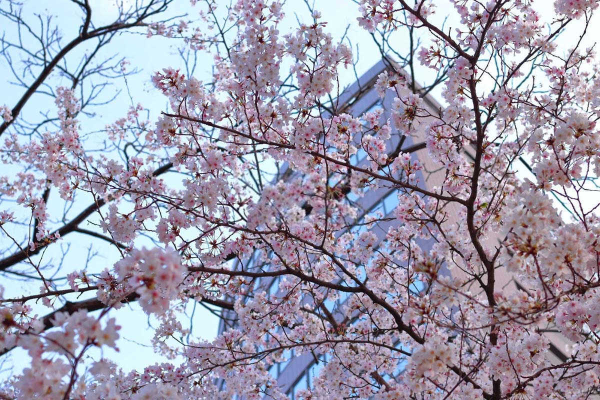 樱花红蜘蛛防治手册：守护花朵的细致策略