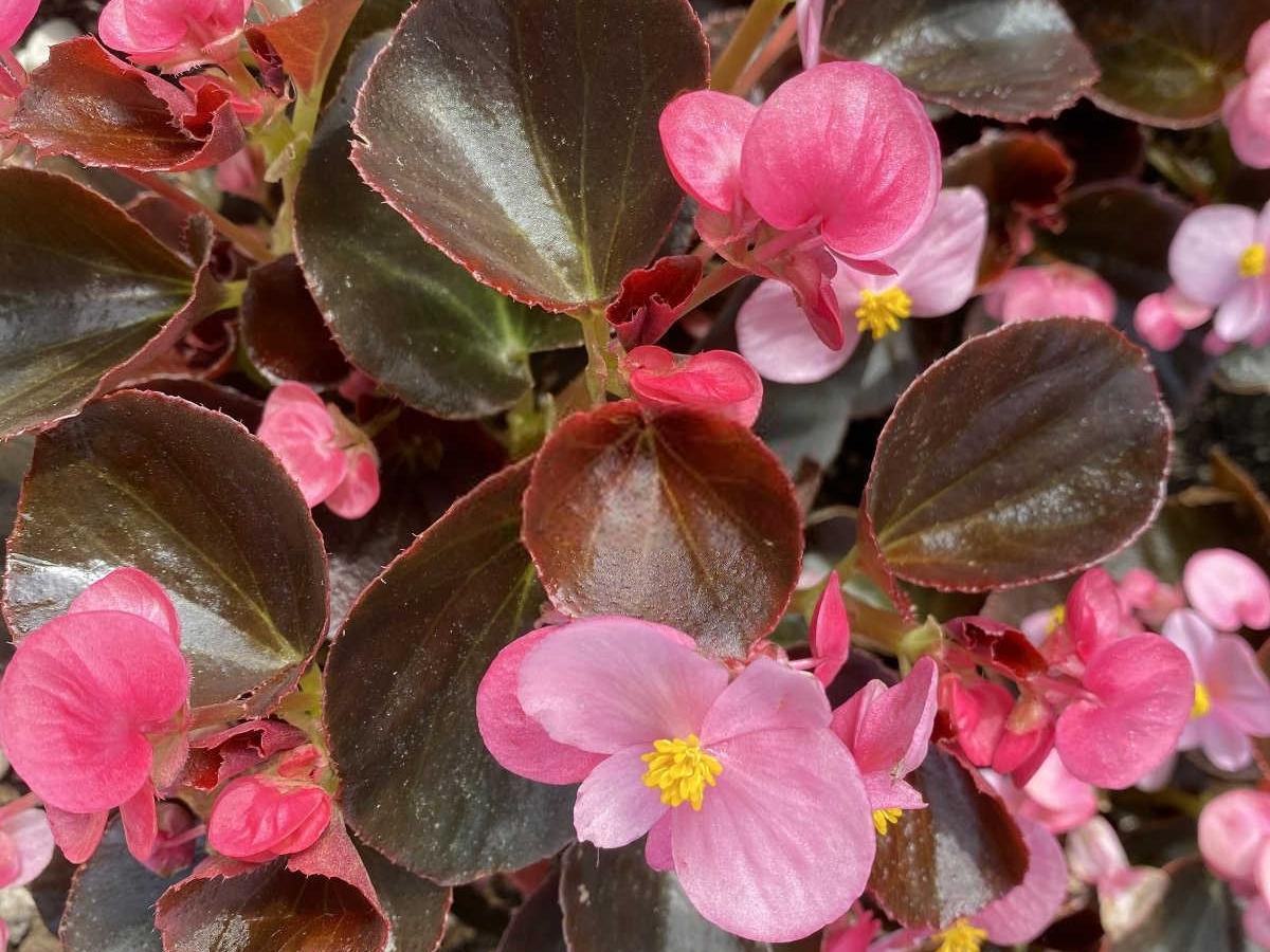 竹节海棠种植技术