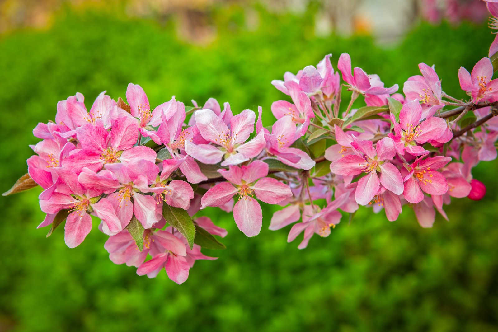 竹节海棠种植技术