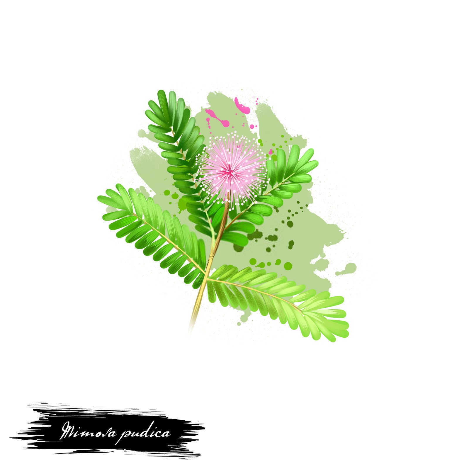 含羞草微生物菌剂怎么用水养2025？