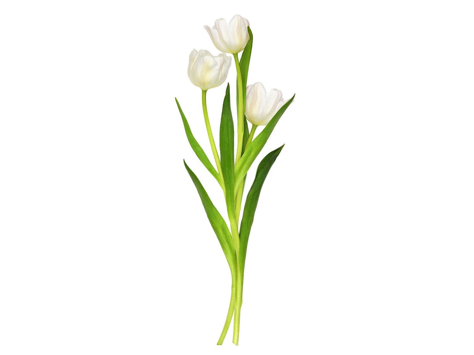 郁金香催花技术要点