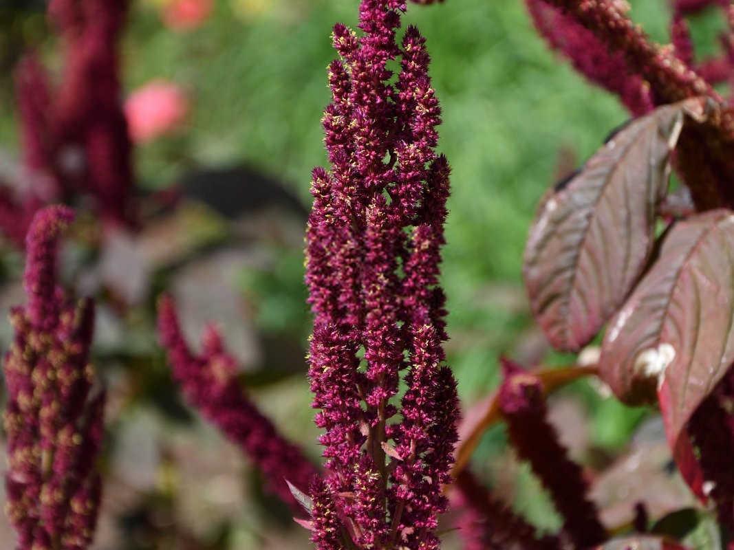 千日红的种植秘籍:从新手到高手的全方位指南