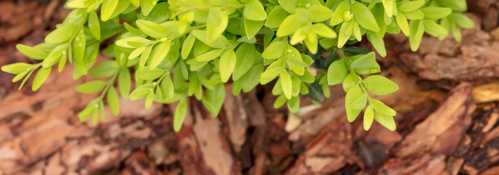 绿意盎然：黄杨盆景养殖秘籍与细节关照