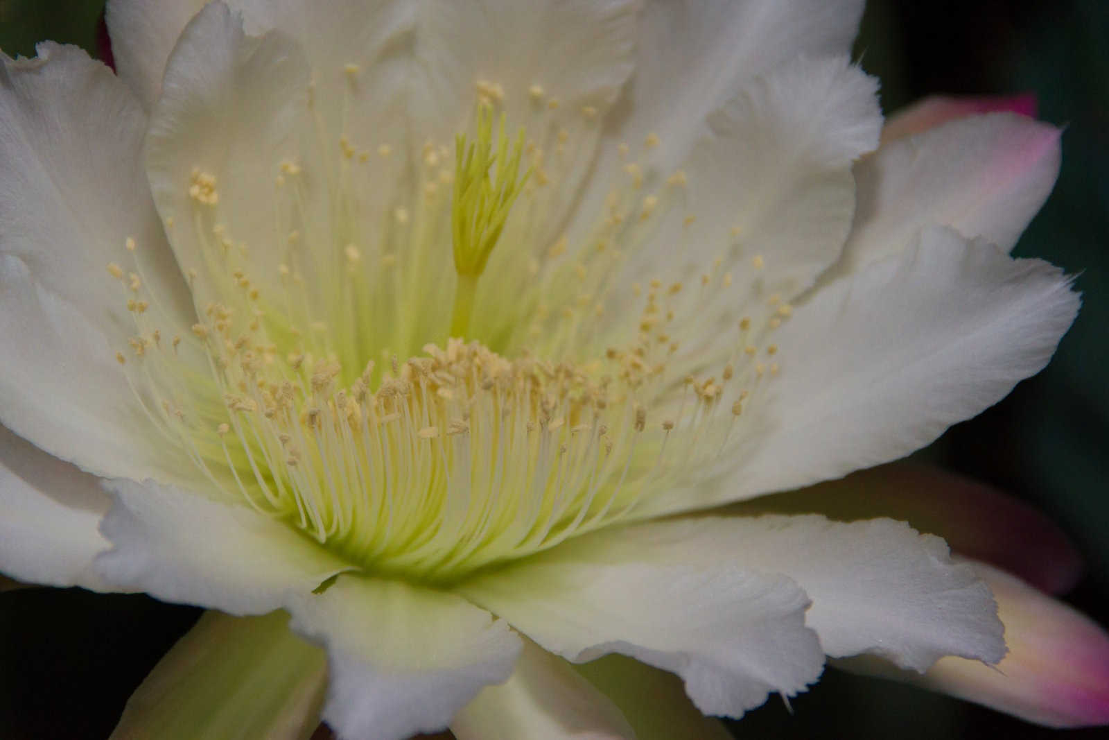 假昙花掉叶子原因？假昙花掉叶子是怎么回事