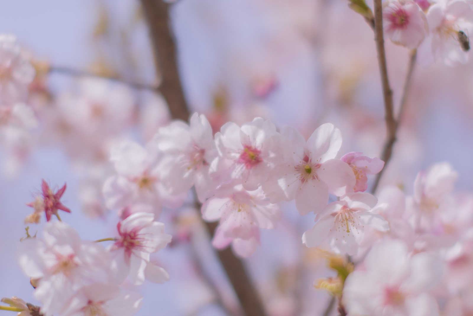 樱花红蜘蛛防治手册：守护花朵的细致策略