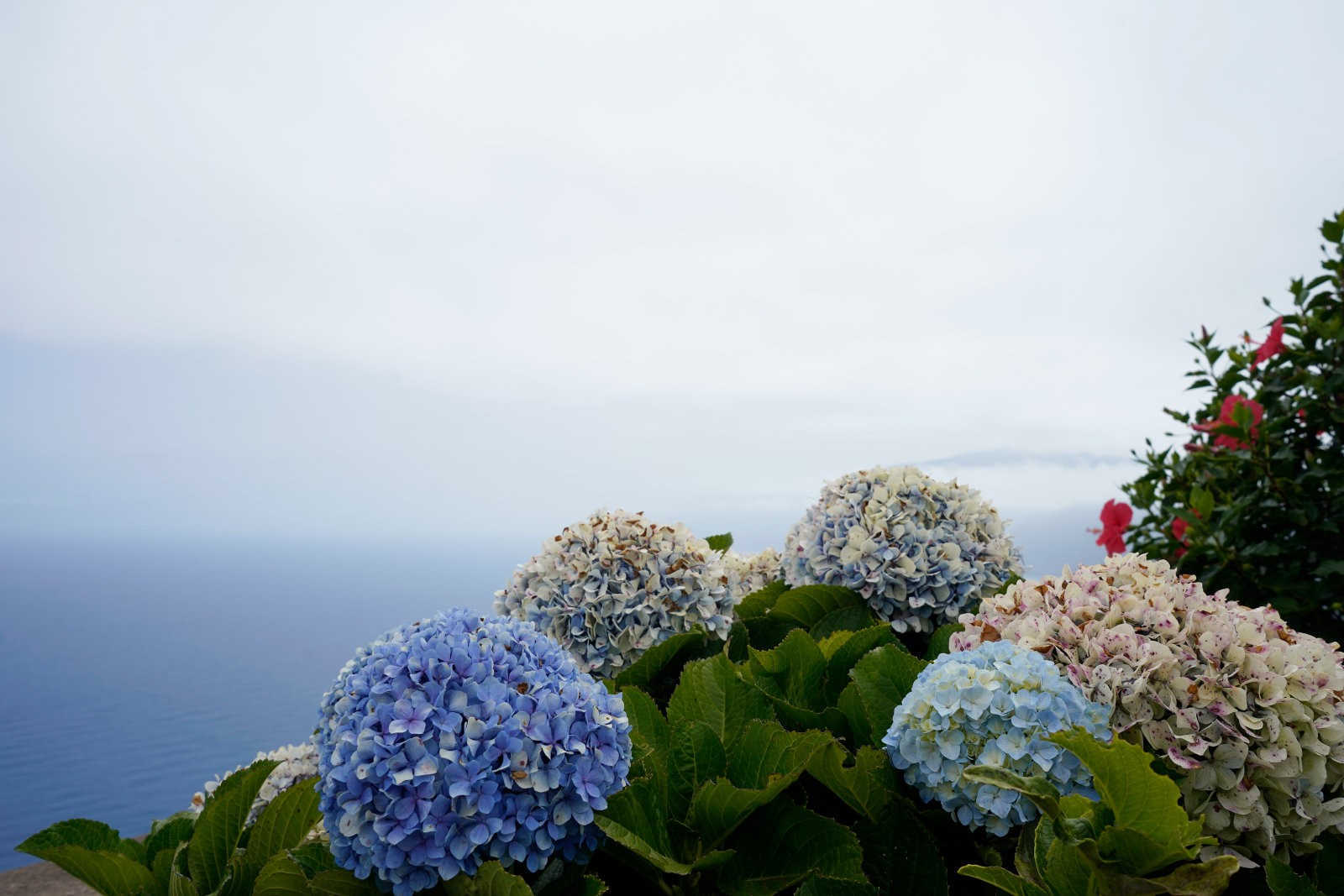 绣球花的花期是什么时候，不开花的原因是什么？