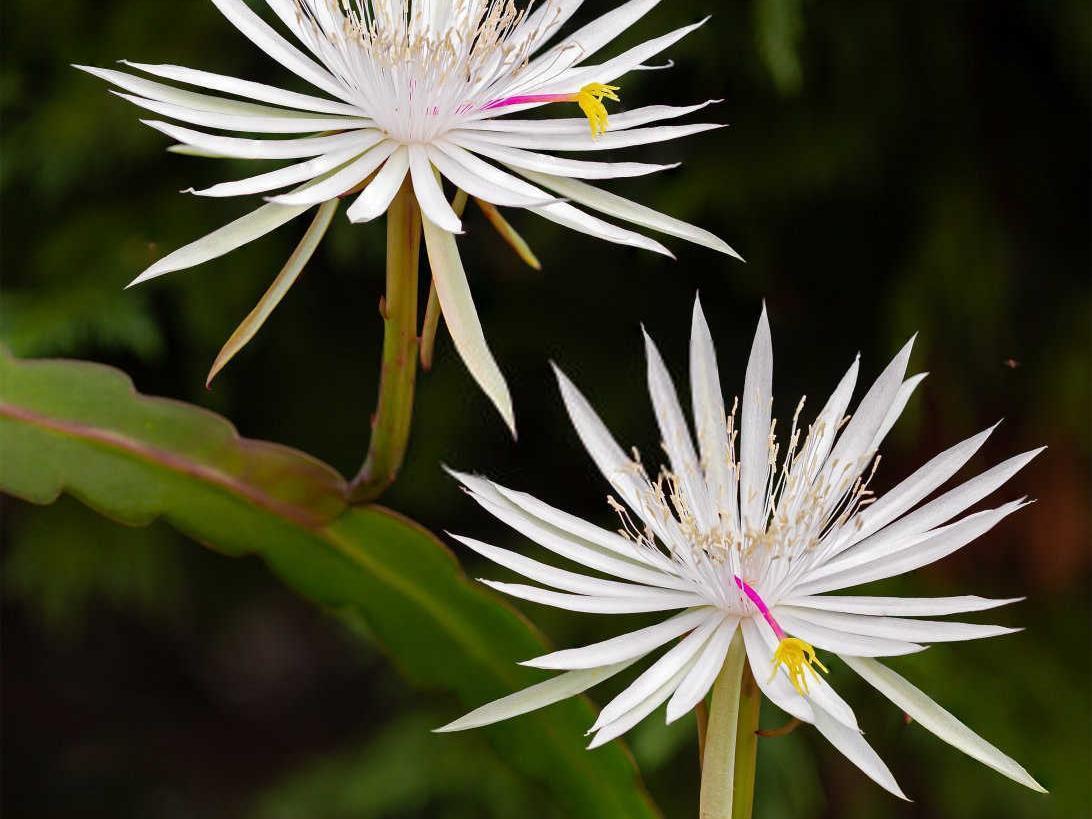 假昙花掉叶子原因？假昙花掉叶子是怎么回事