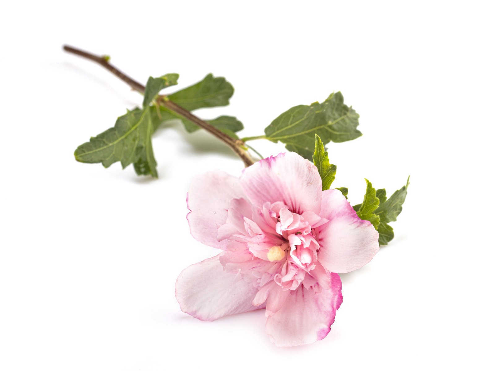 小木槿微生物菌剂有生根作用吗为什么？