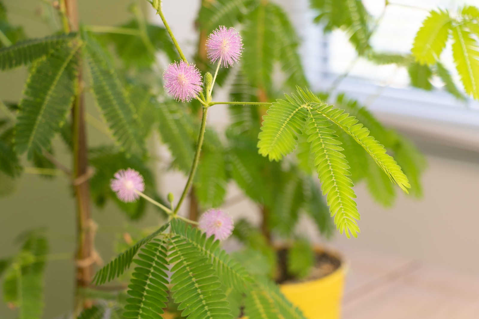 含羞草品牌水溶肥批发厂家排名第一