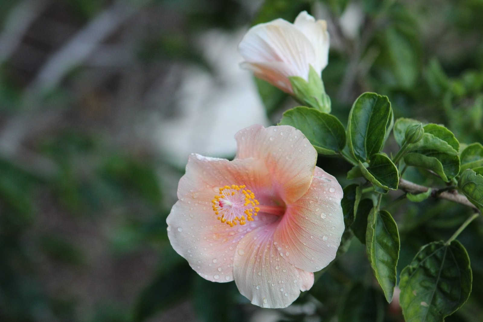 芙蓉花骨朵很多怎么施肥？