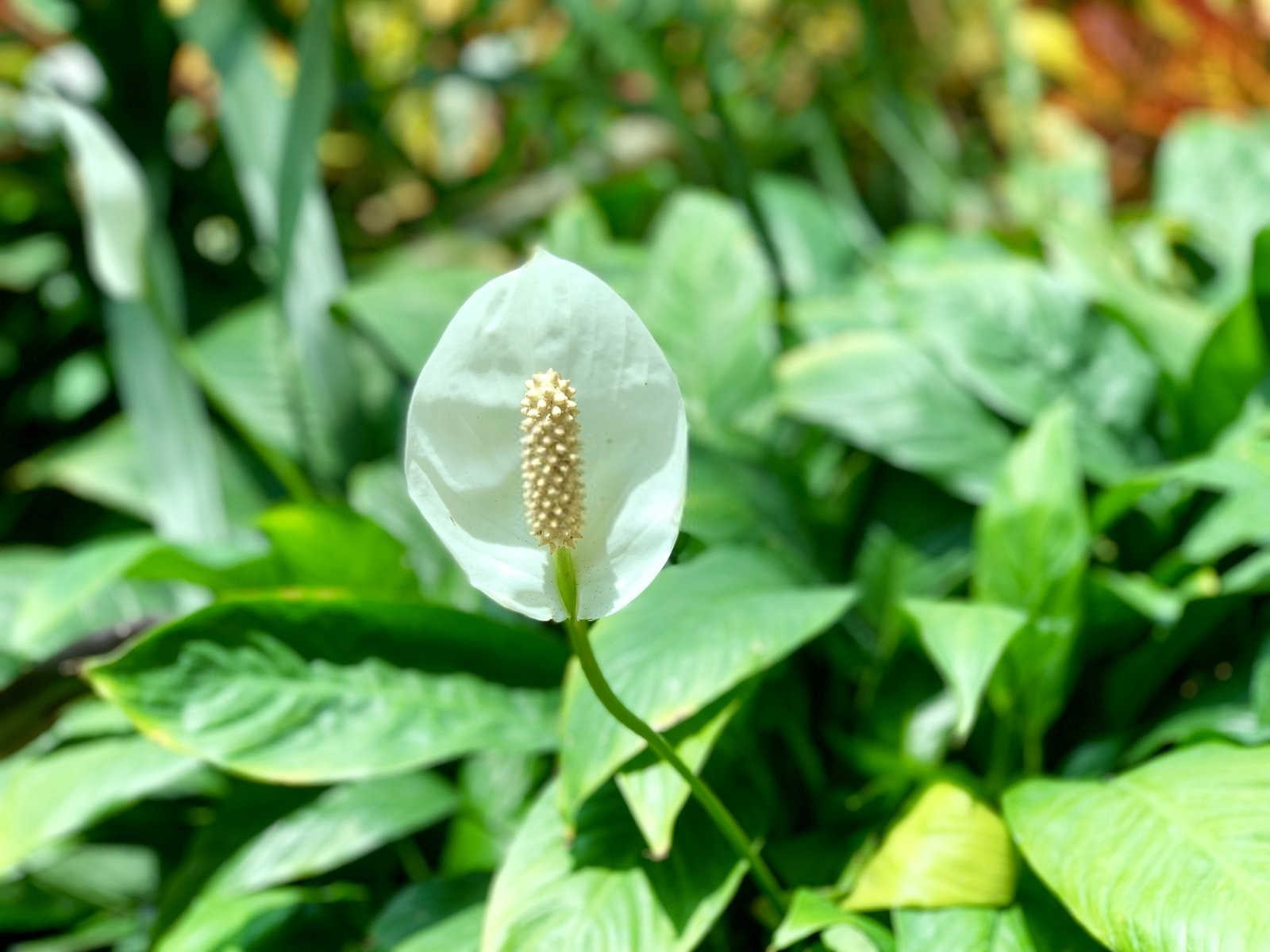 白掌不开花是什么原因？