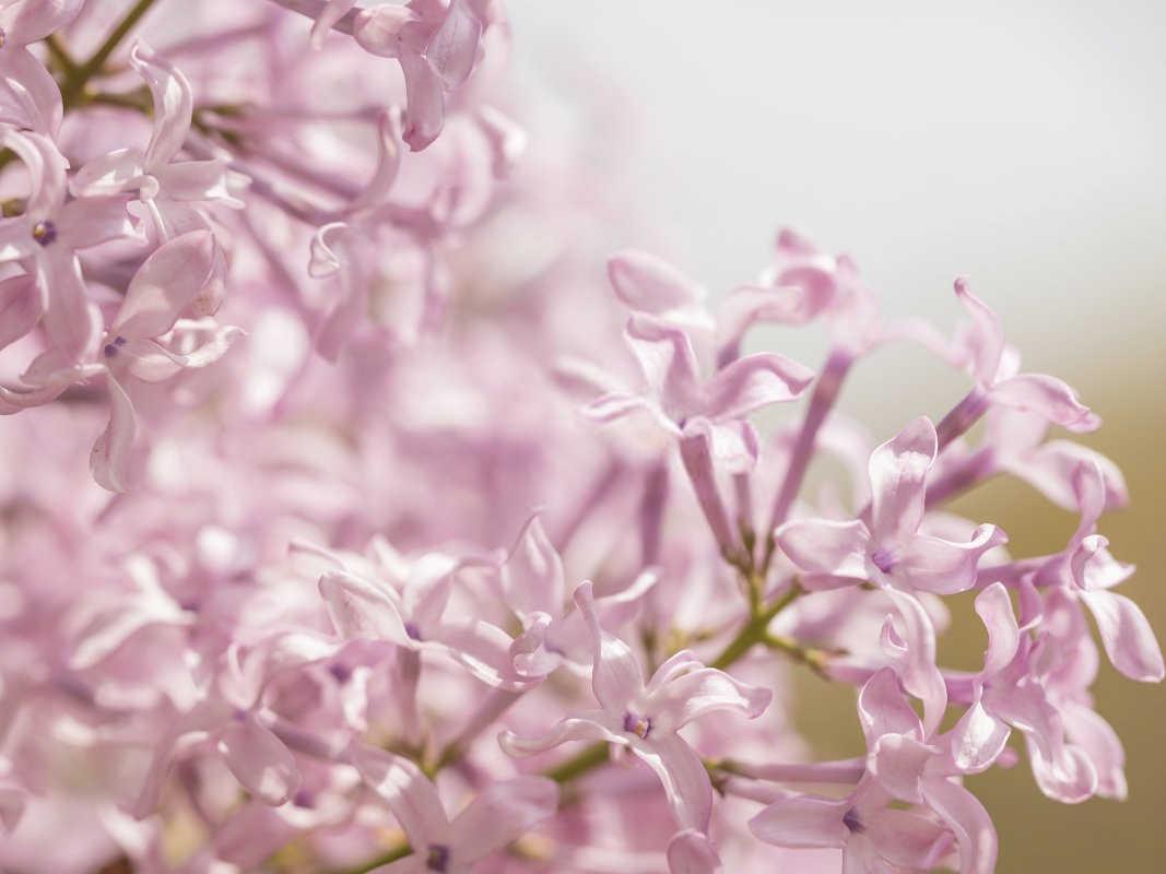 丁香的病虫害防治：守护花园中的芬芳