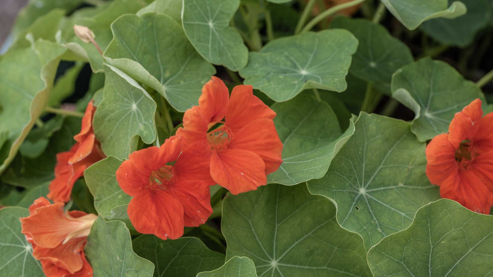 旱金莲液体生物菌肥生产技术华蓥