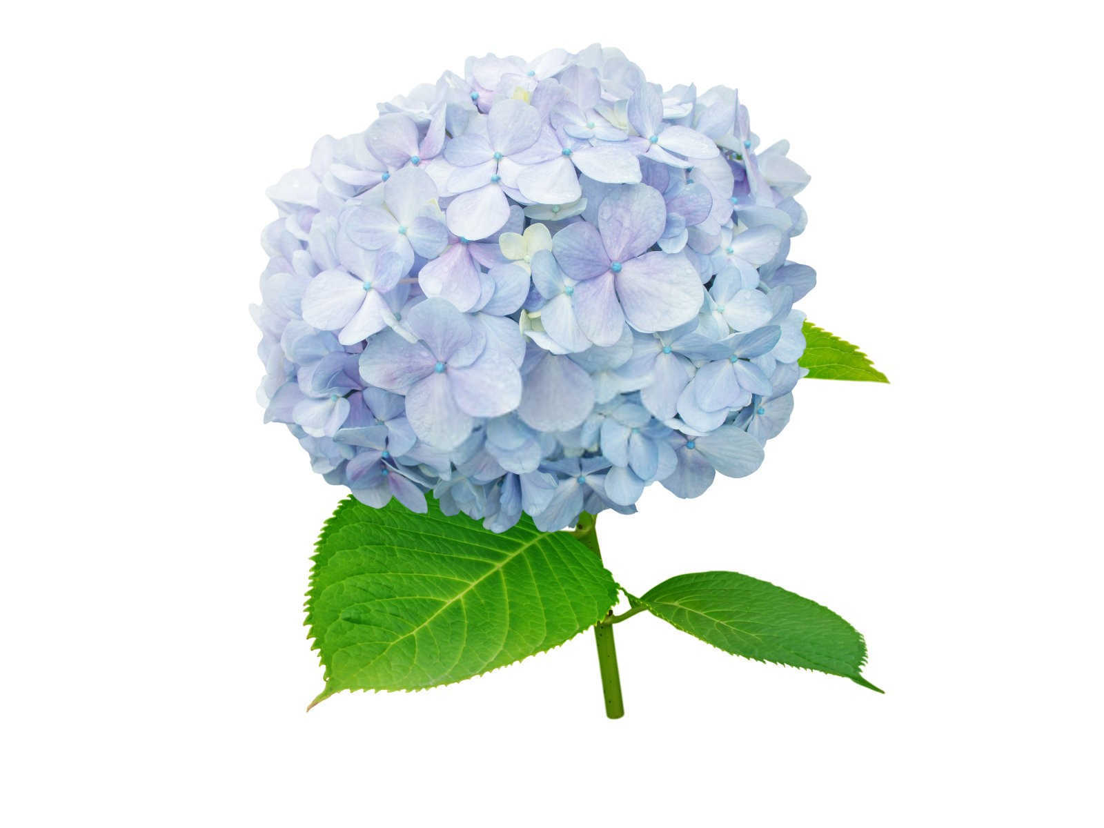 八仙花哪种叶面肥效果最好河源？