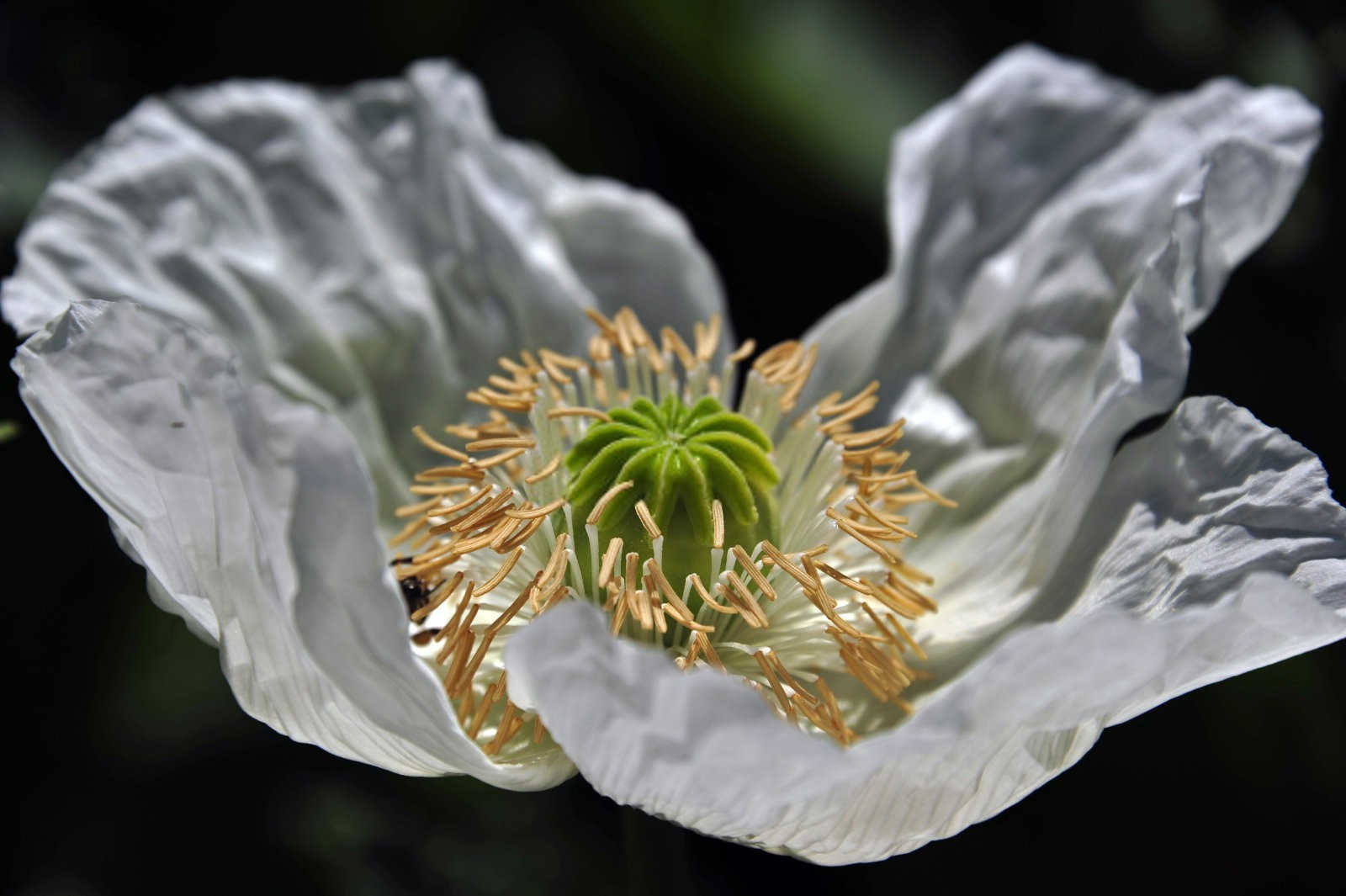 虞美人:一盆几颗与种植的艺术?