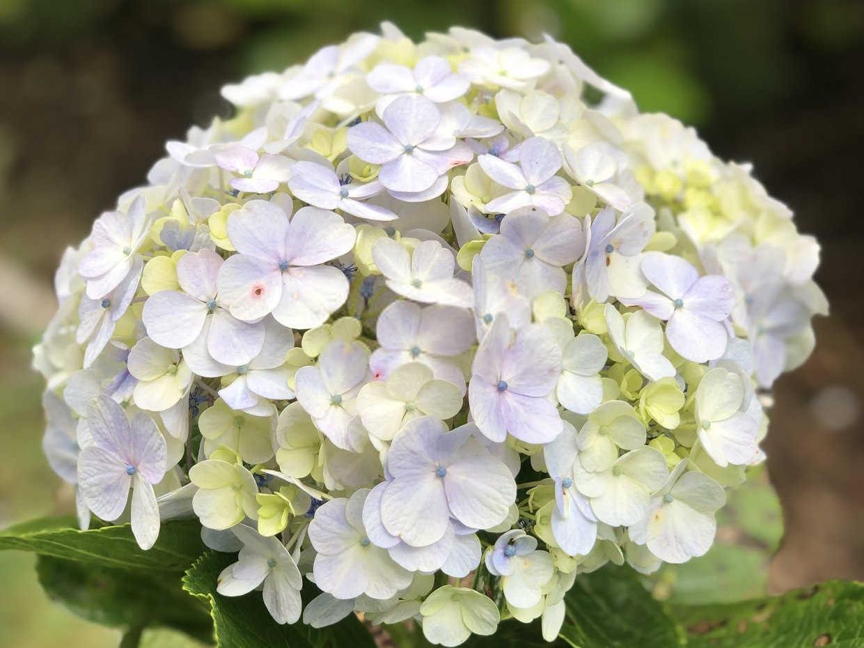 绣球花不开花原因有哪些？