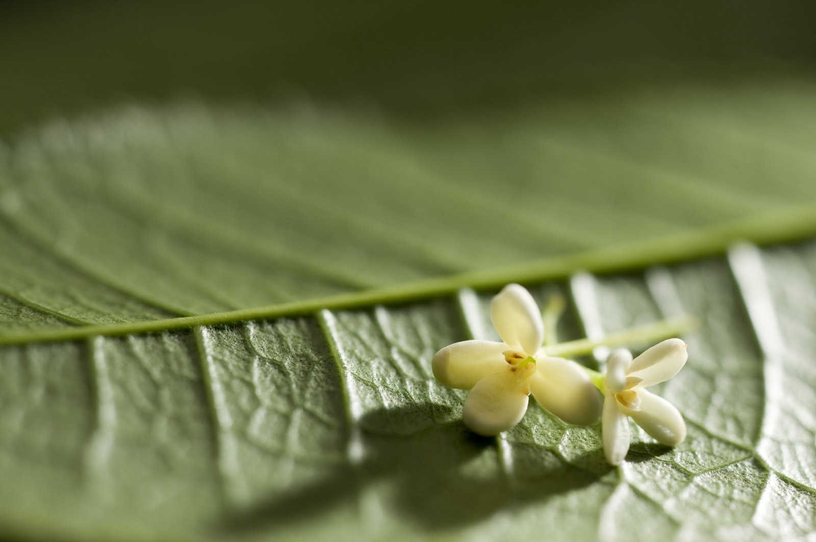 四季桂花树盆栽的管理