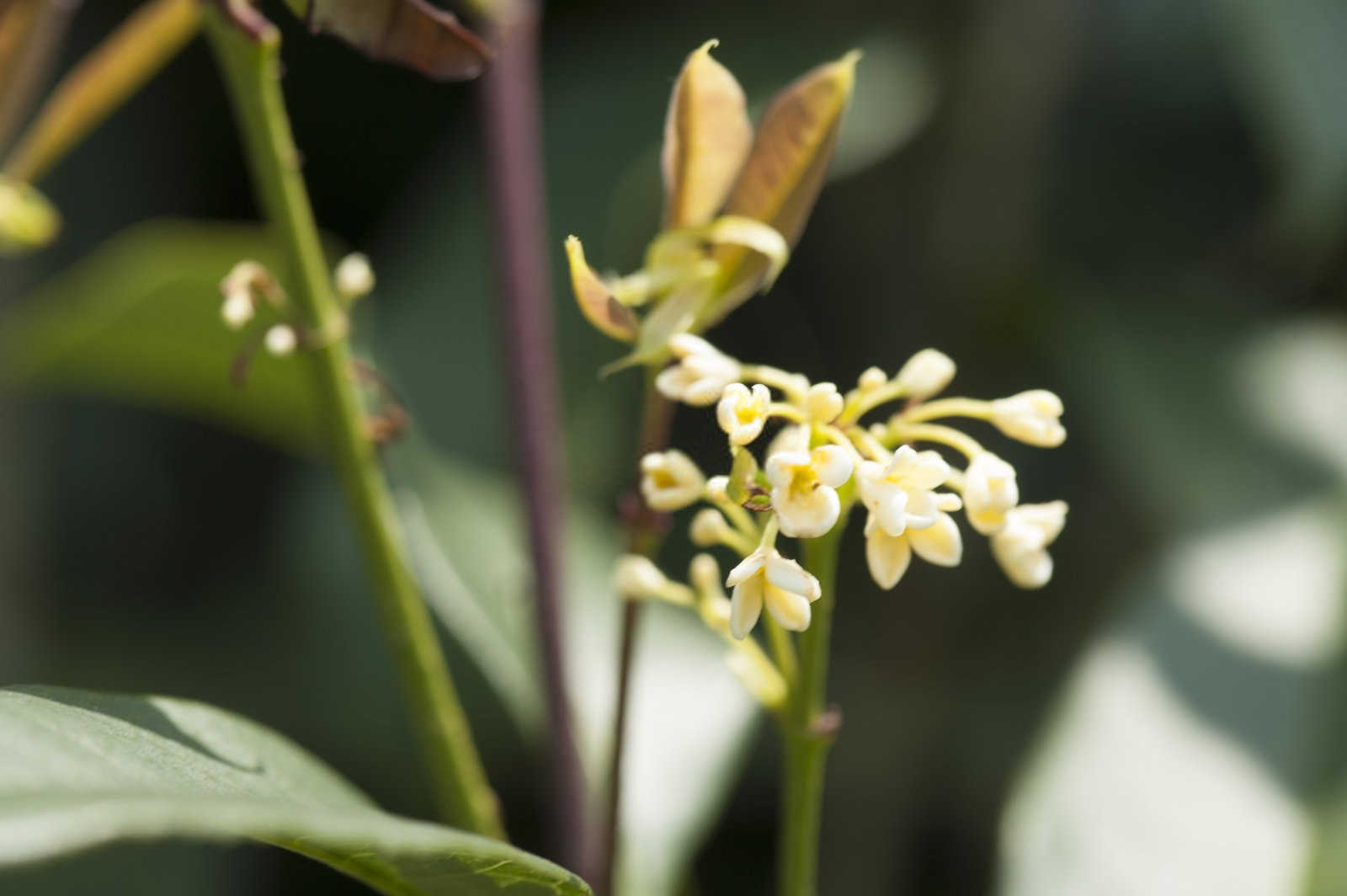 门前不栽桂花树的原因（为什么门前不栽桂花树）？