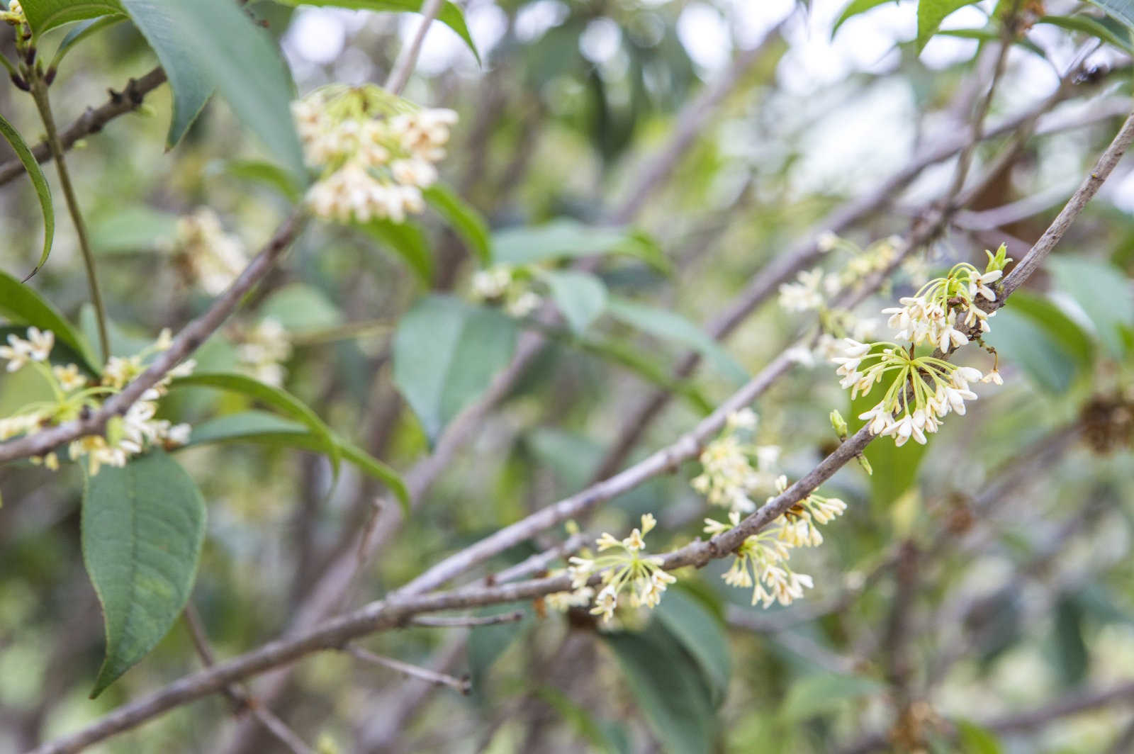 种植的桂花烂根死苗，如何处理？