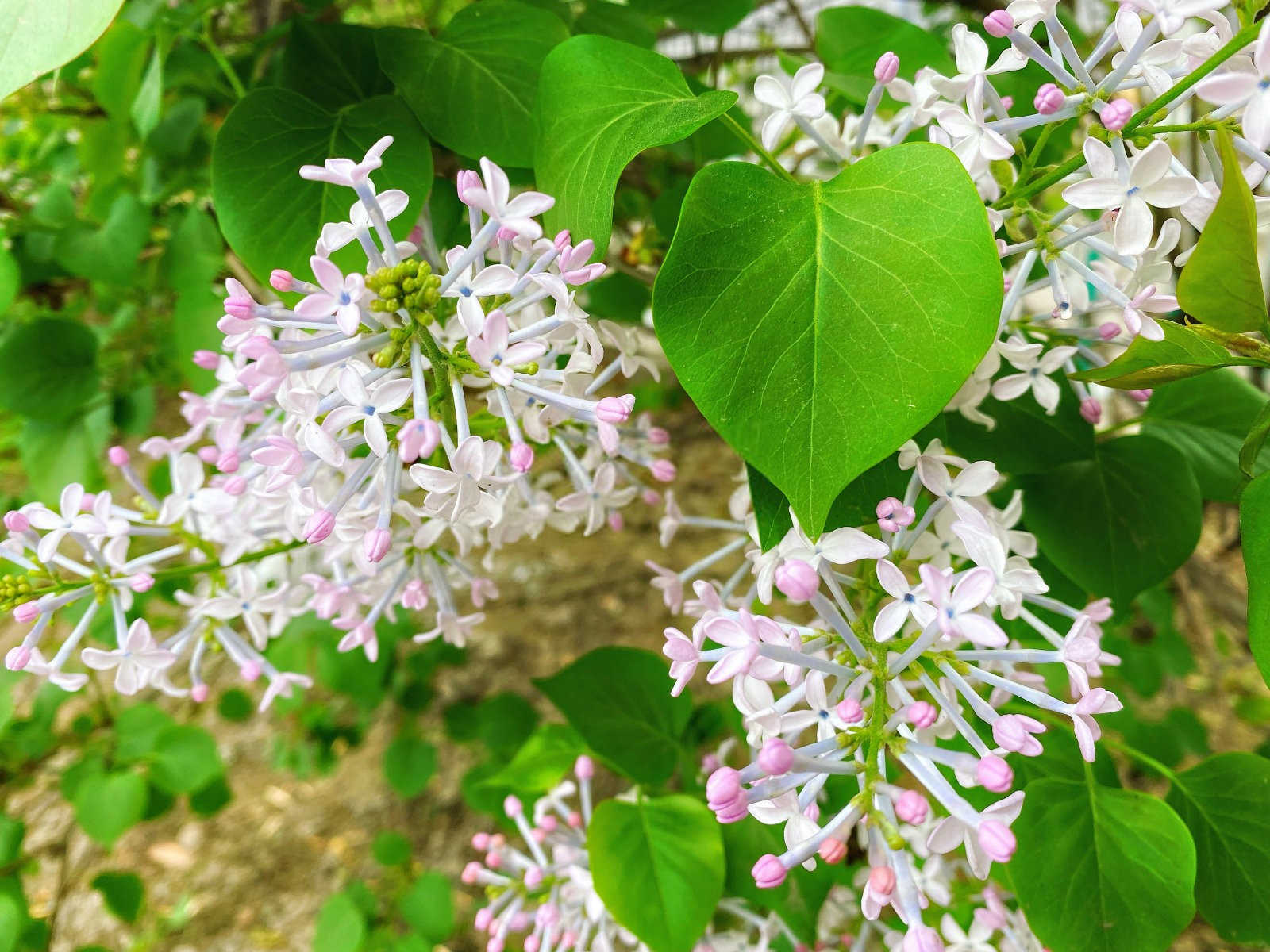 丁香花叶子发蔫是什么原因呢？怎么解决呢？