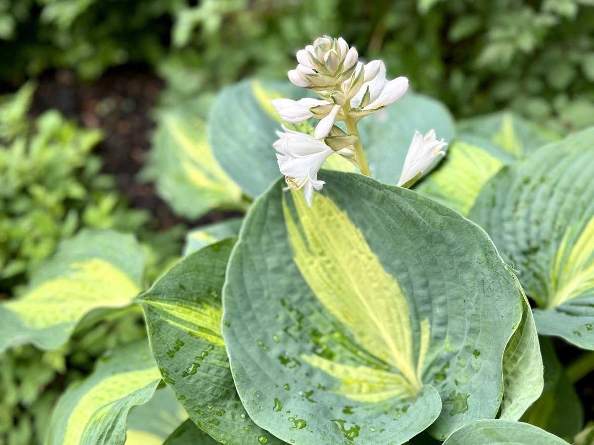 玉簪花叶子发黄怎么办？玉簪花叶子发黄原因