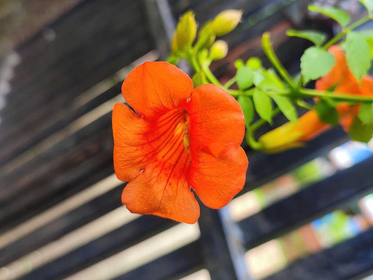 揭秘凌霄花的黄金种植季节：掌握正确时机，绽放绚烂花朵