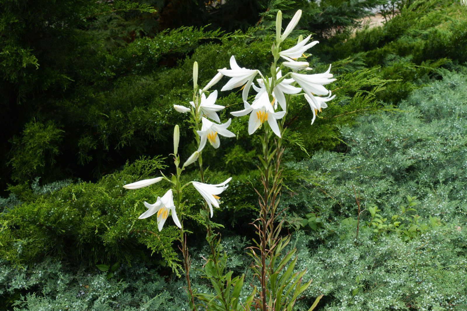 百合花尿素生产厂家有哪些厂子？