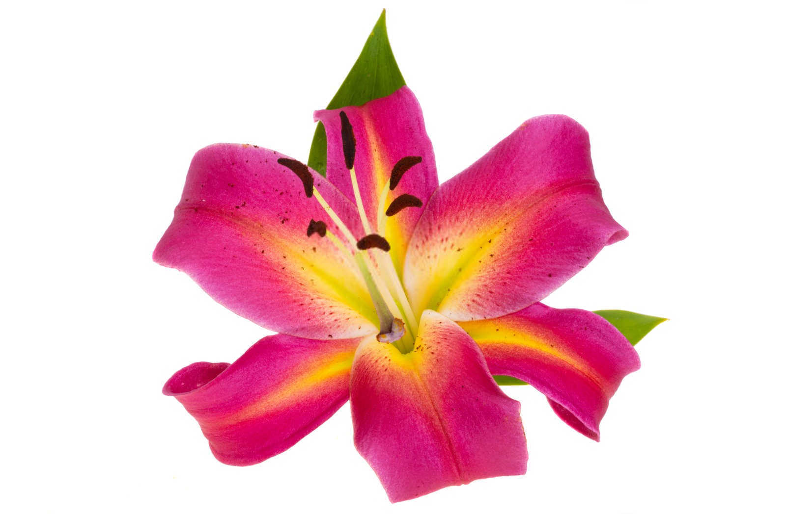 百合花国内水溶肥厂家排名榜